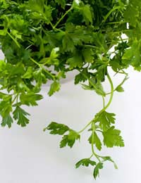 Grow your Own Parsley