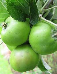 Grow Your Own Apples and Pears